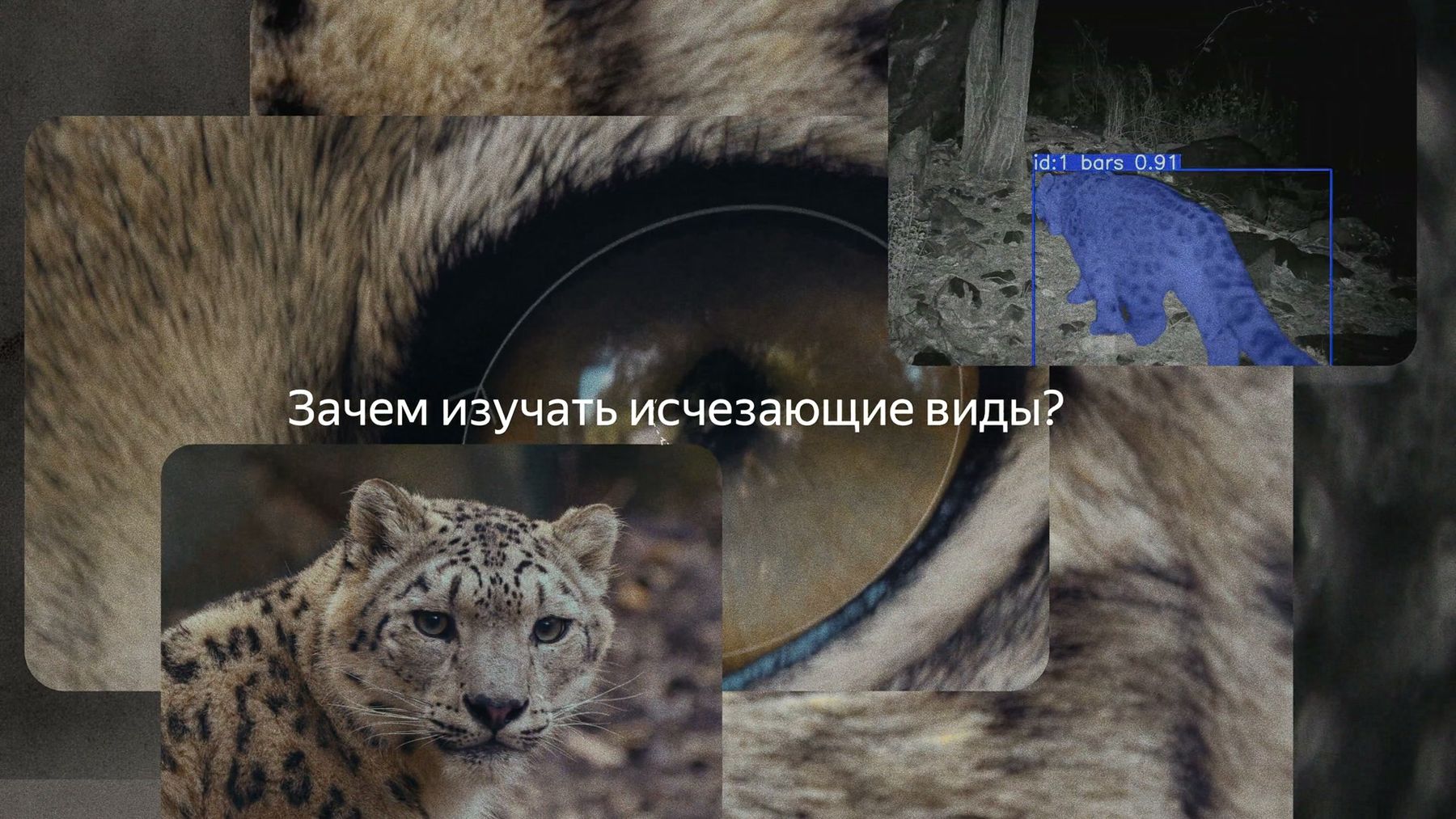 Кадр ролика (0:11): снежный барс и разметка нейросети, «Зачем изучать исчезающие виды?»